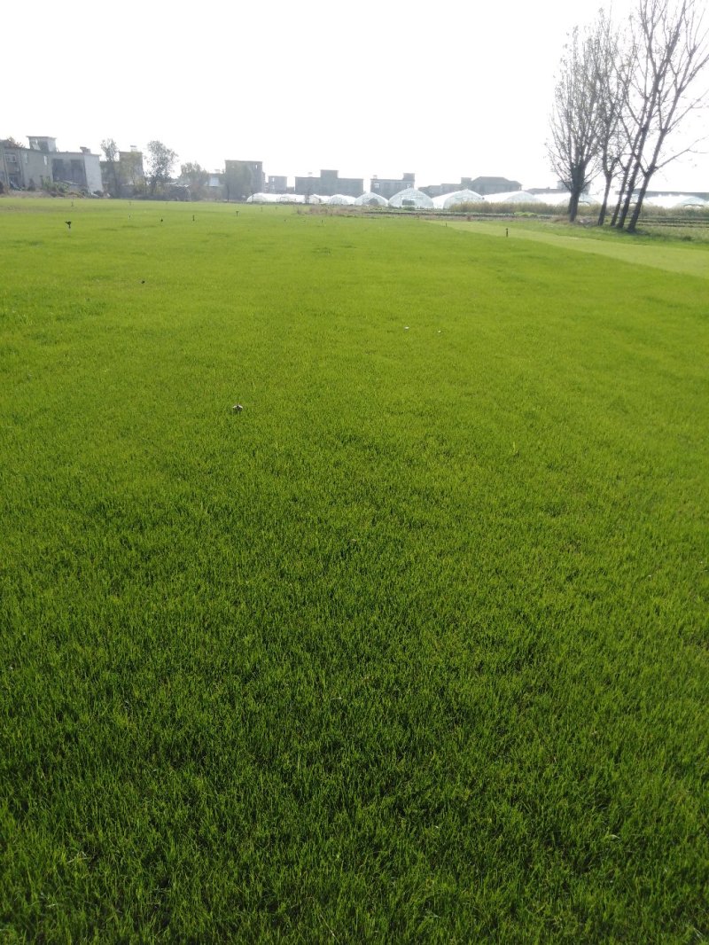 混播黑麦草