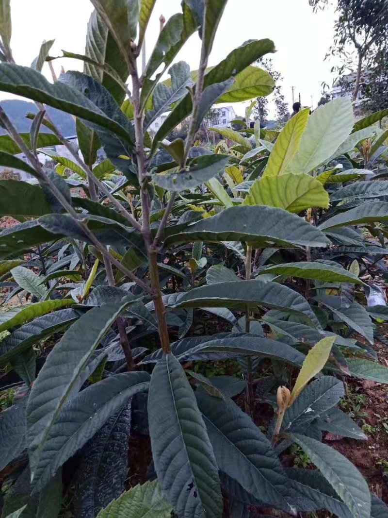 大五星枇杷苗，现挖现发，保湿发货提供技术支持，量大从优