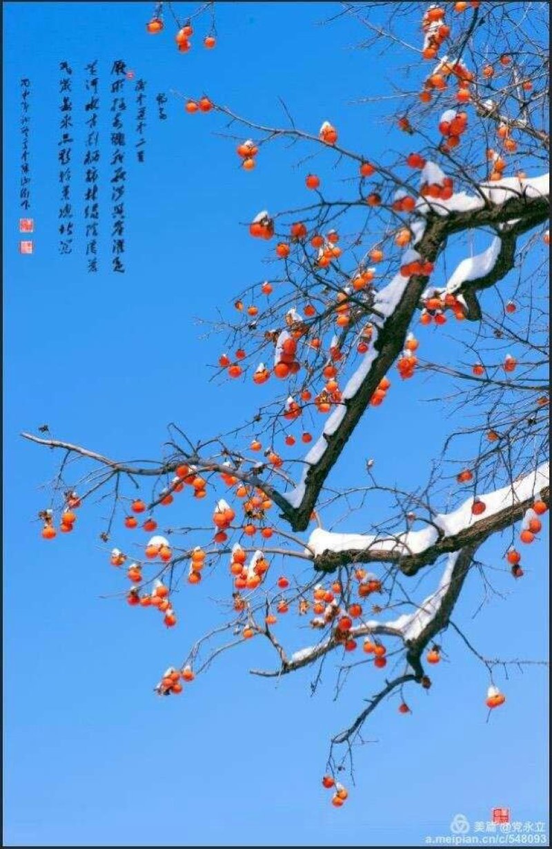 富平柿饼，一件代发，量大从优。