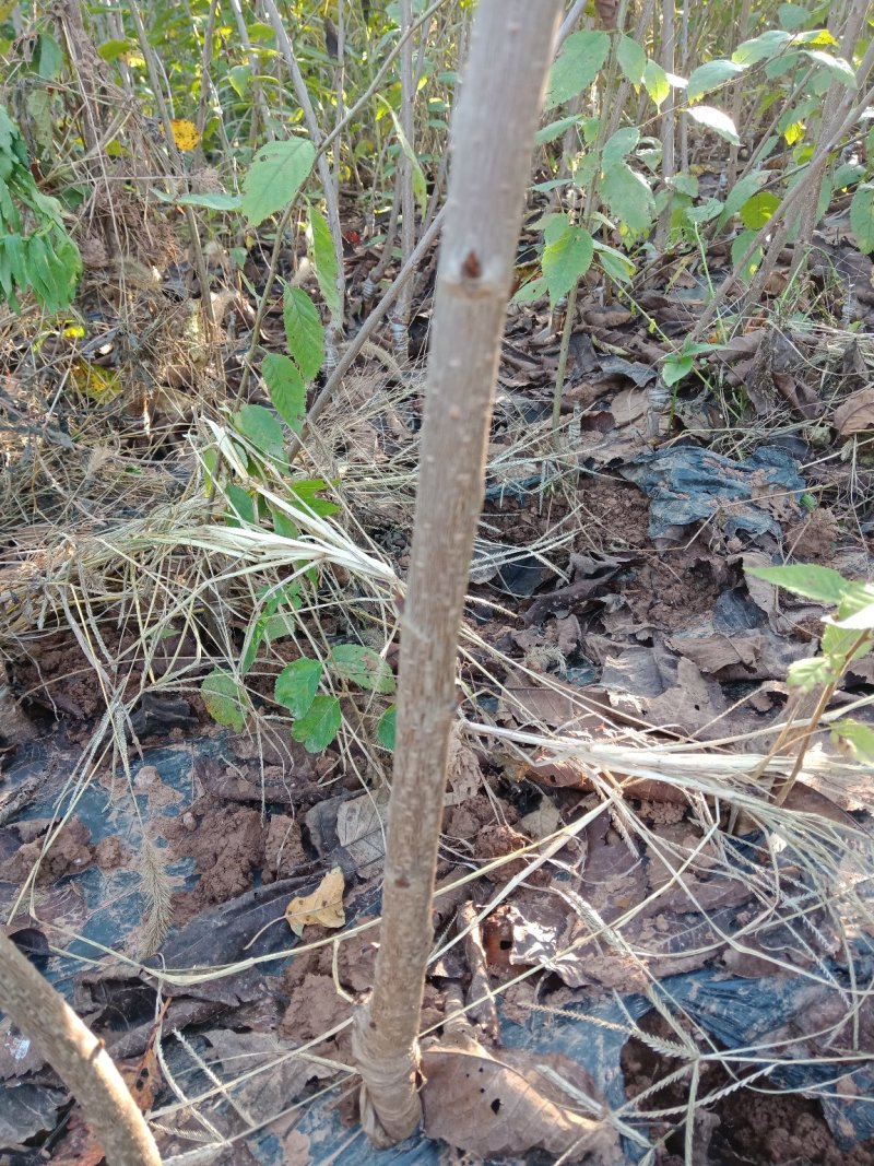 大樱桃车厘子苗，适应南北种植红灯，美早，俄八，冰库
