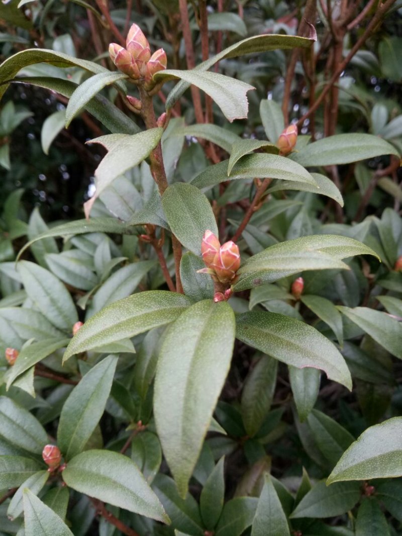 下山杜鹃花，高山杜鹃低价出。