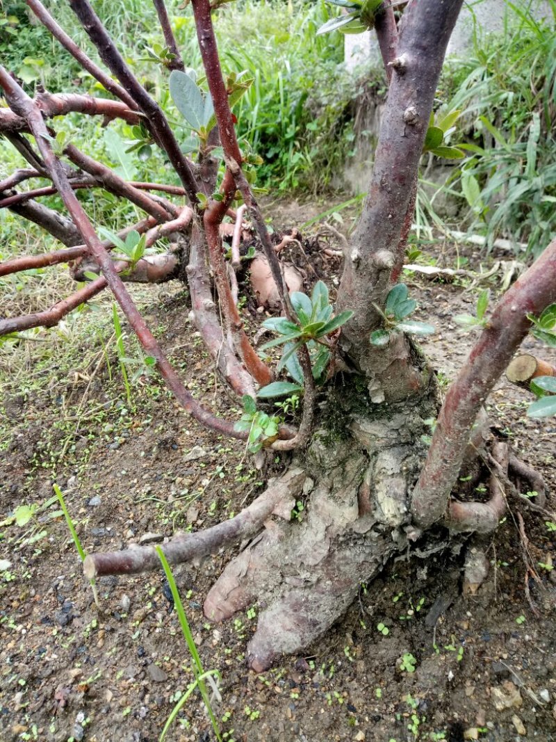下山杜鹃花，高山杜鹃低价出。