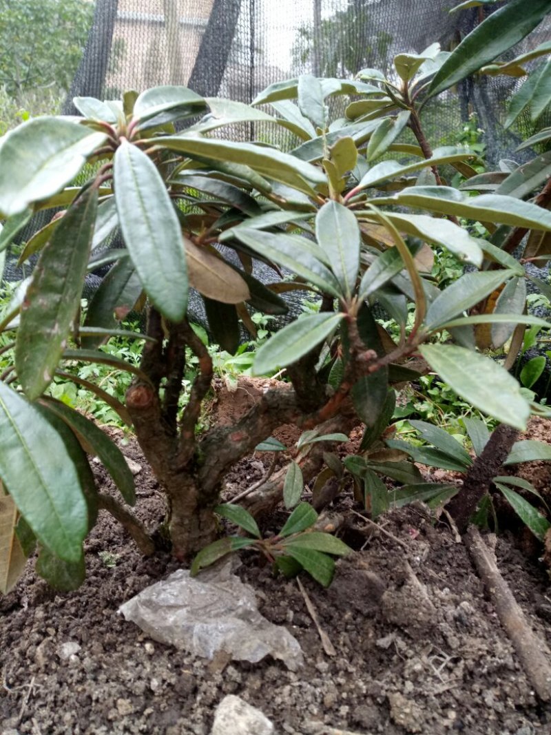 下山杜鹃花，高山杜鹃低价出。