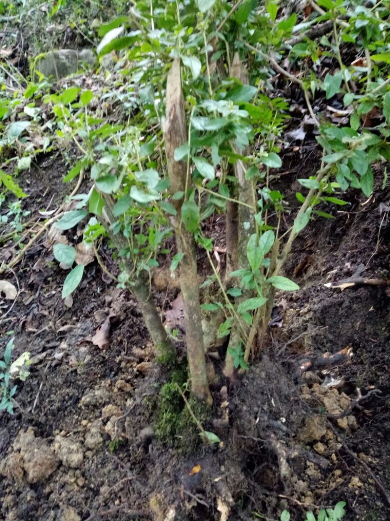 下山杜鹃花，高山杜鹃低价出。