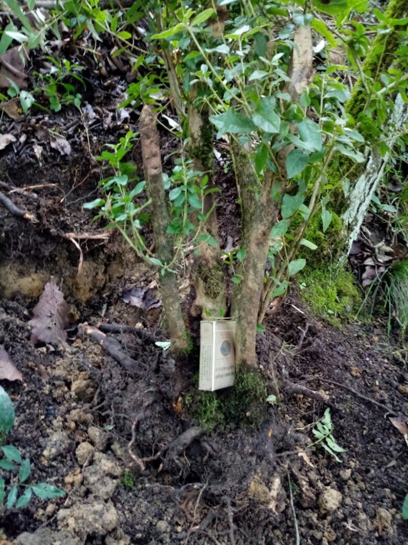 下山杜鹃花，高山杜鹃低价出。