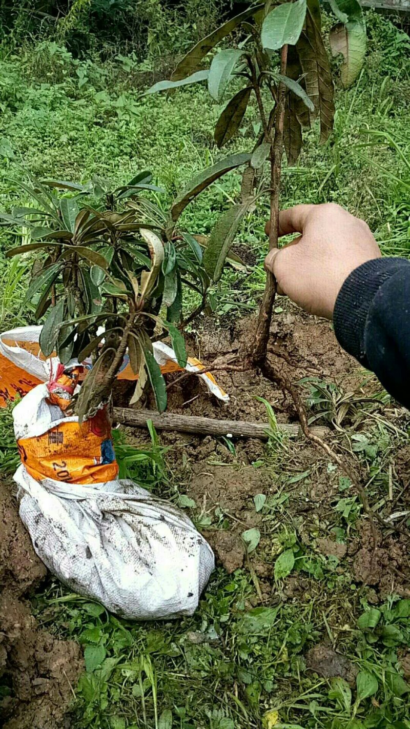 下山杜鹃花，高山杜鹃低价出。