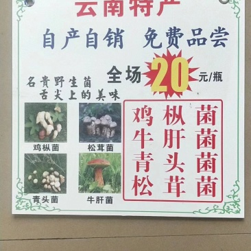 云南特产，各种野生菌