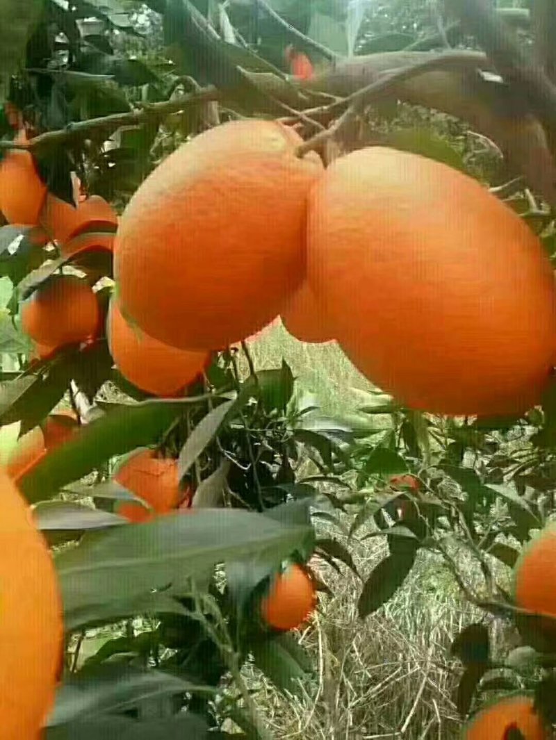 脐橙