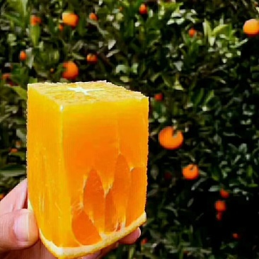 脐橙