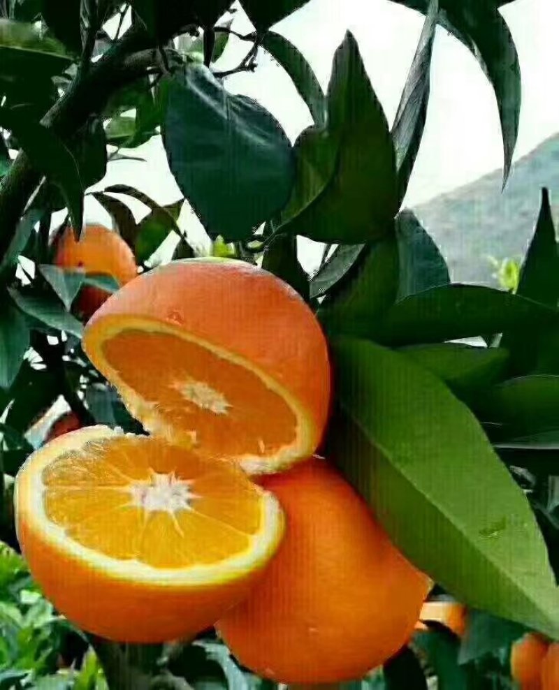 脐橙