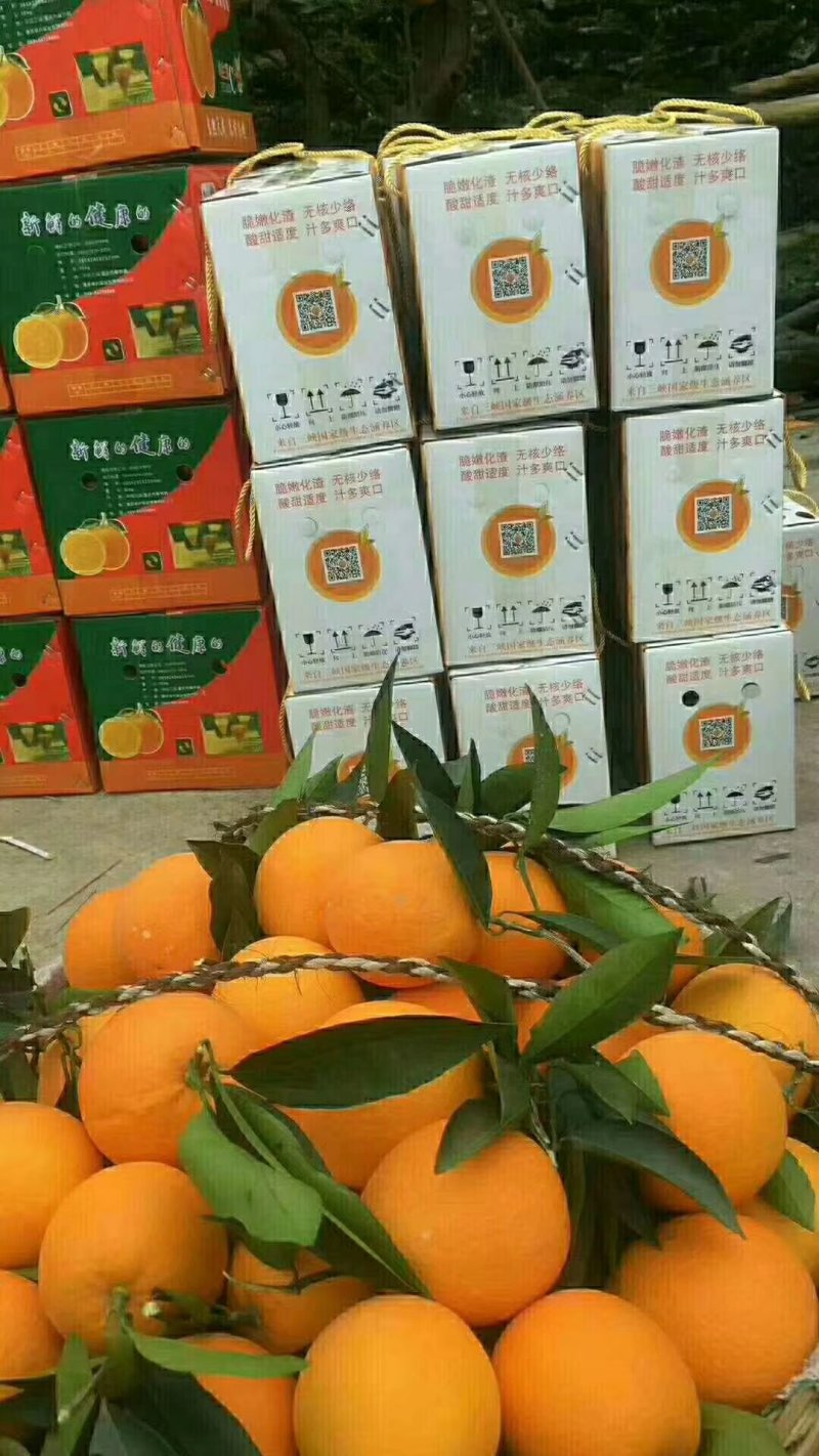 脐橙