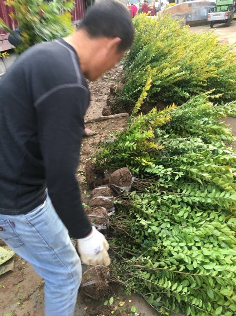 金叶女贞球，金叶女贞冠幅40高度50左右