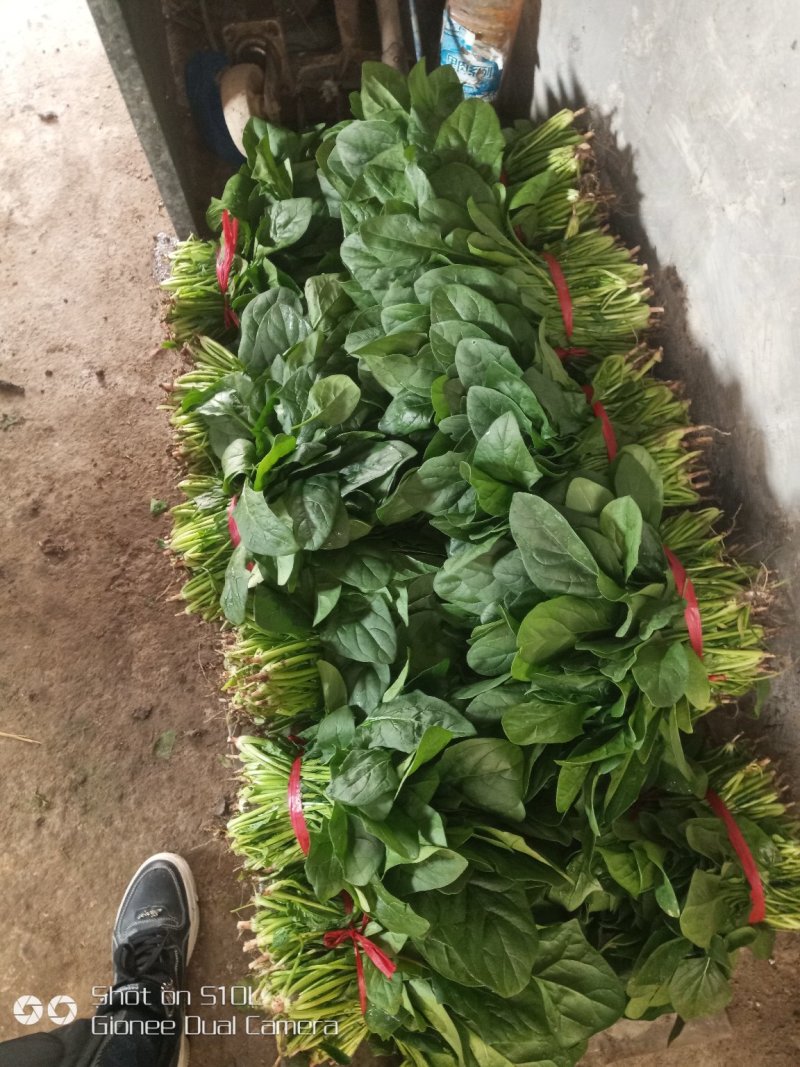 唐山大叶菠菜，叶菜菠菜色亮叶厚，物美价廉欢迎进店选购