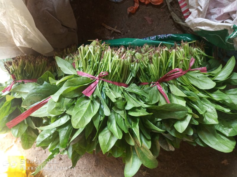 唐山大叶菠菜，叶菜菠菜色亮叶厚，物美价廉欢迎进店选购