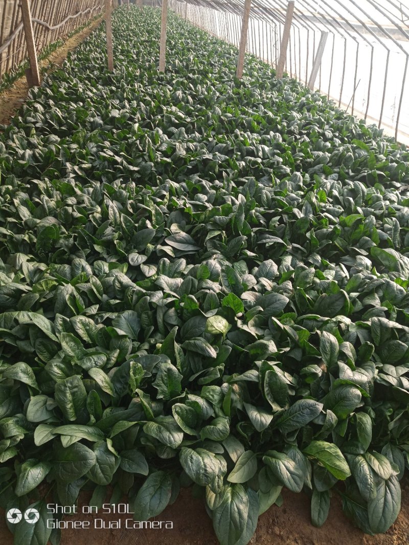 唐山大叶菠菜，叶菜菠菜色亮叶厚，物美价廉欢迎进店选购