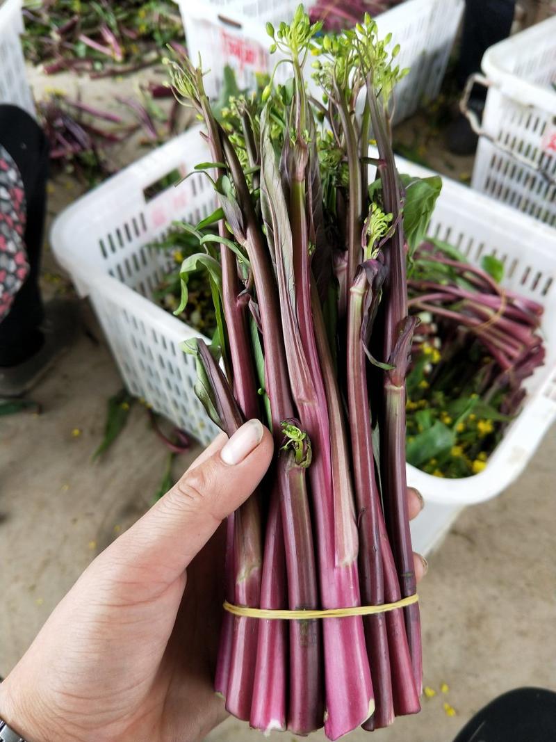 湖北红菜苔，精品红菜苔，新鲜的红菜苔支持全国发货