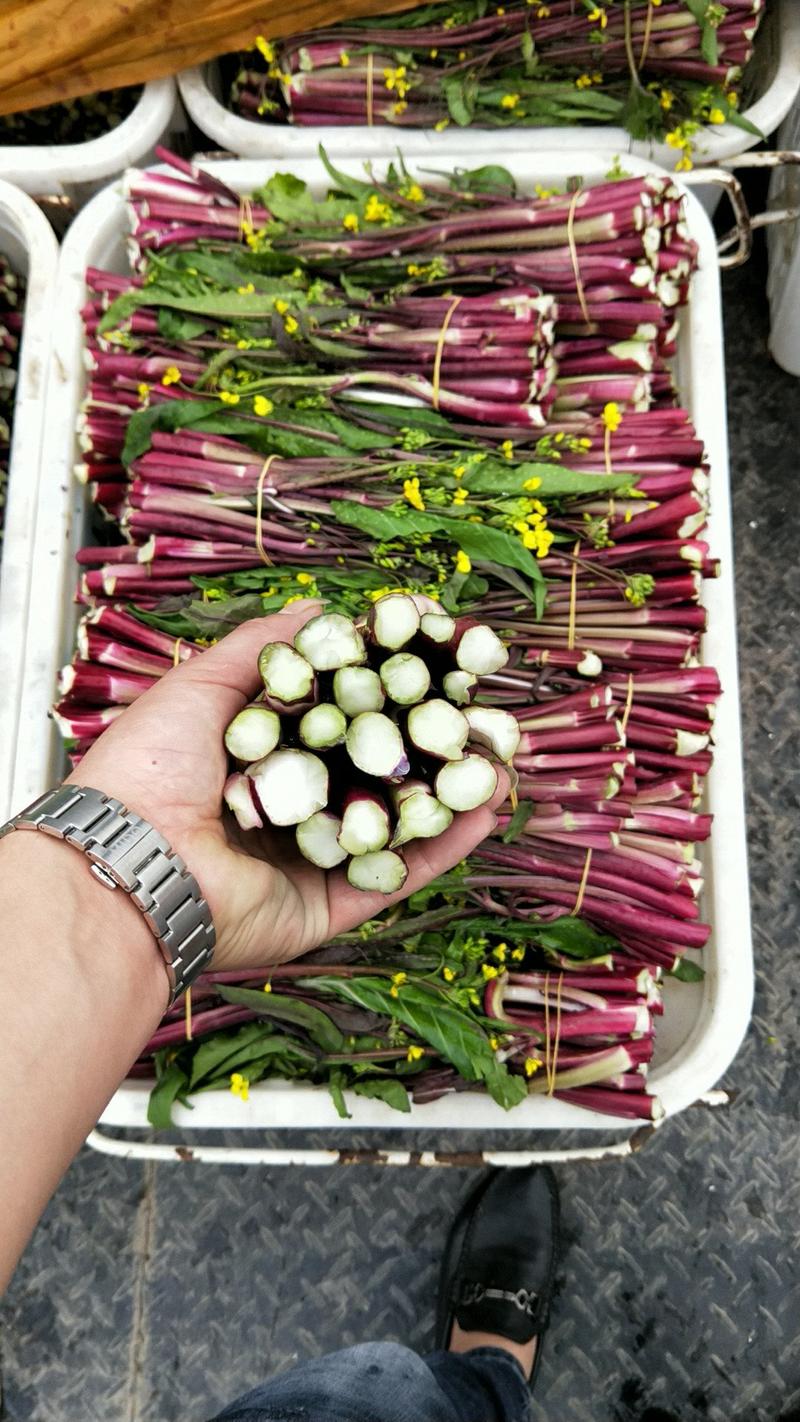 湖北红菜苔，精品红菜苔，新鲜的红菜苔支持全国发货