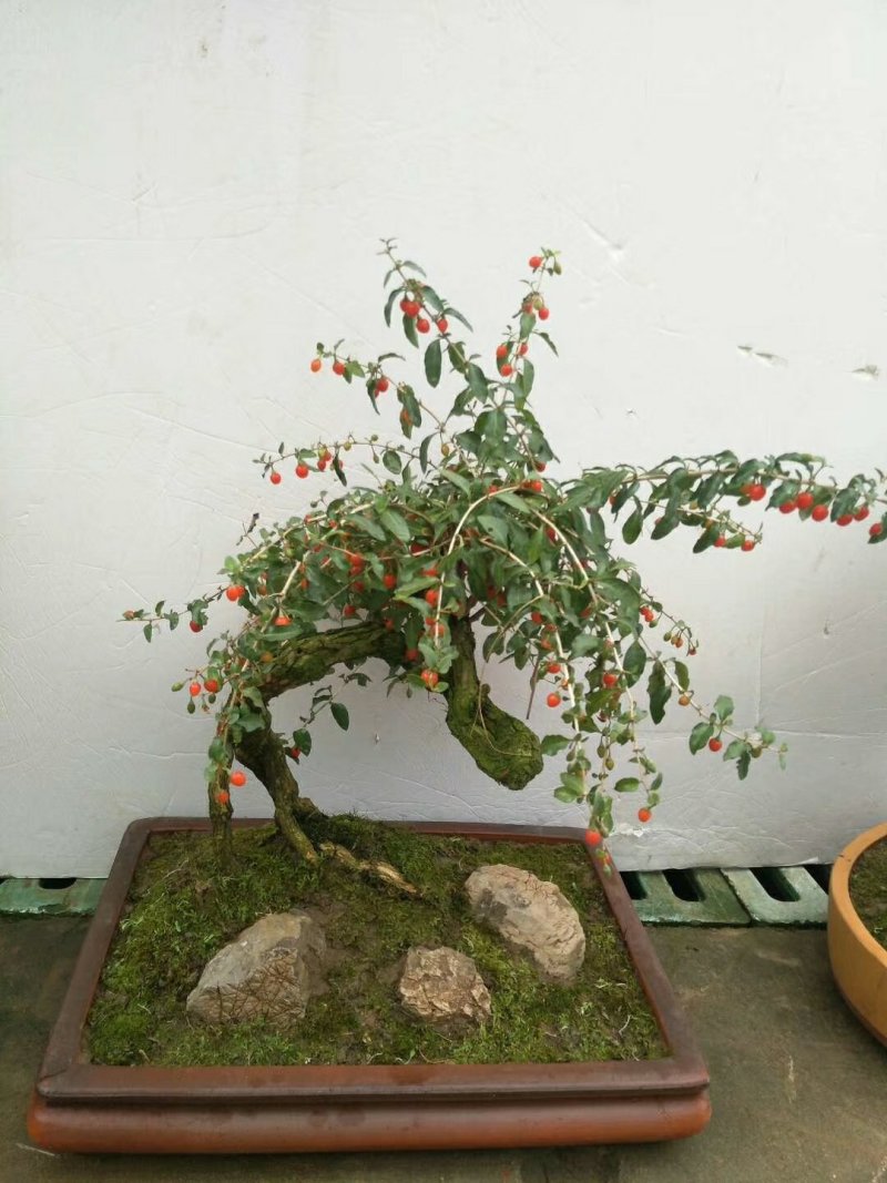 枸杞