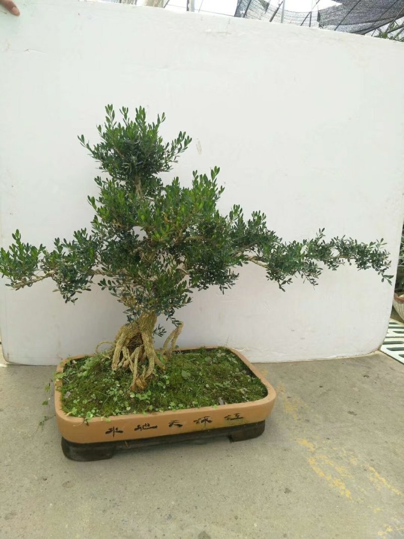 雀舌