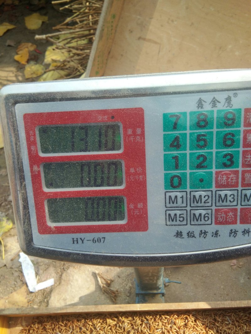 供应黄粉虫