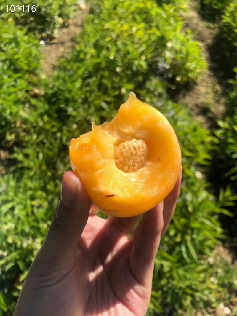 人参果一件代发
