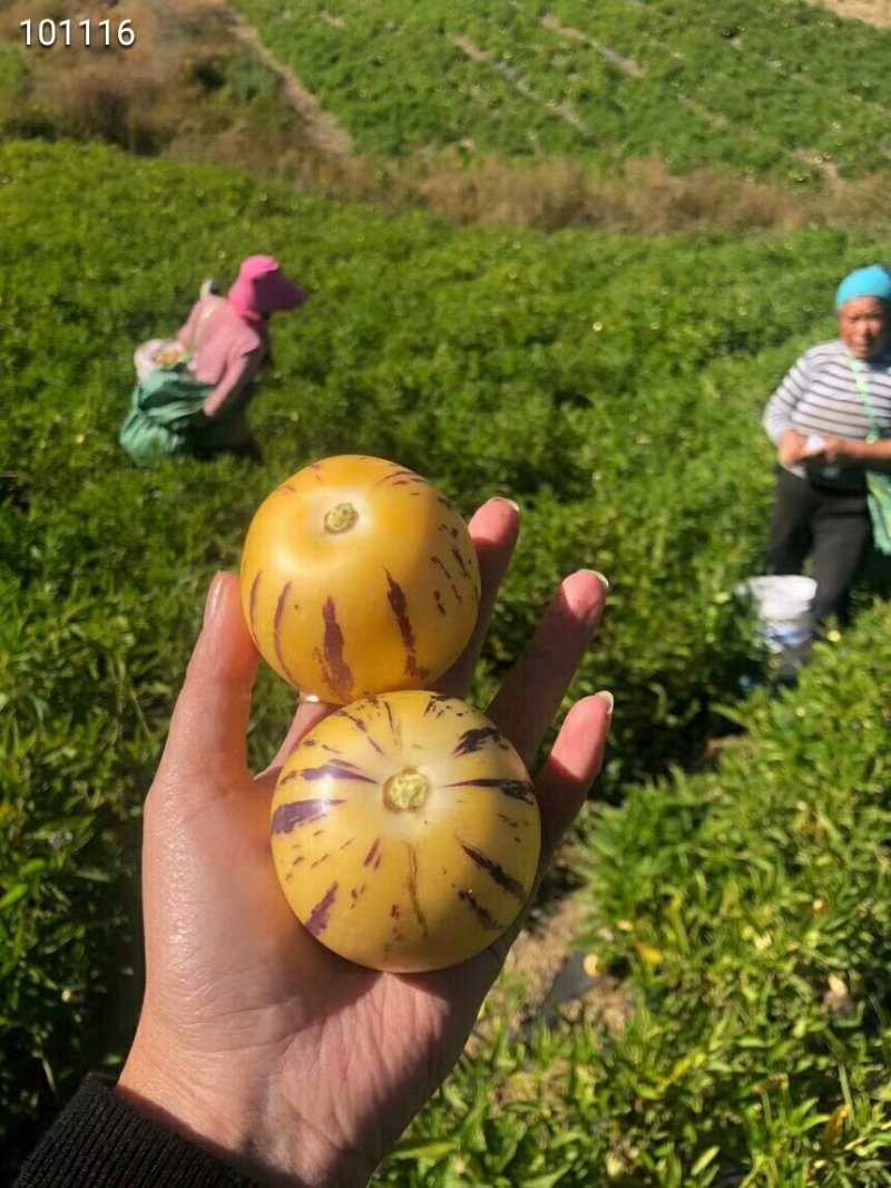 人参果一件代发