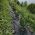除草布