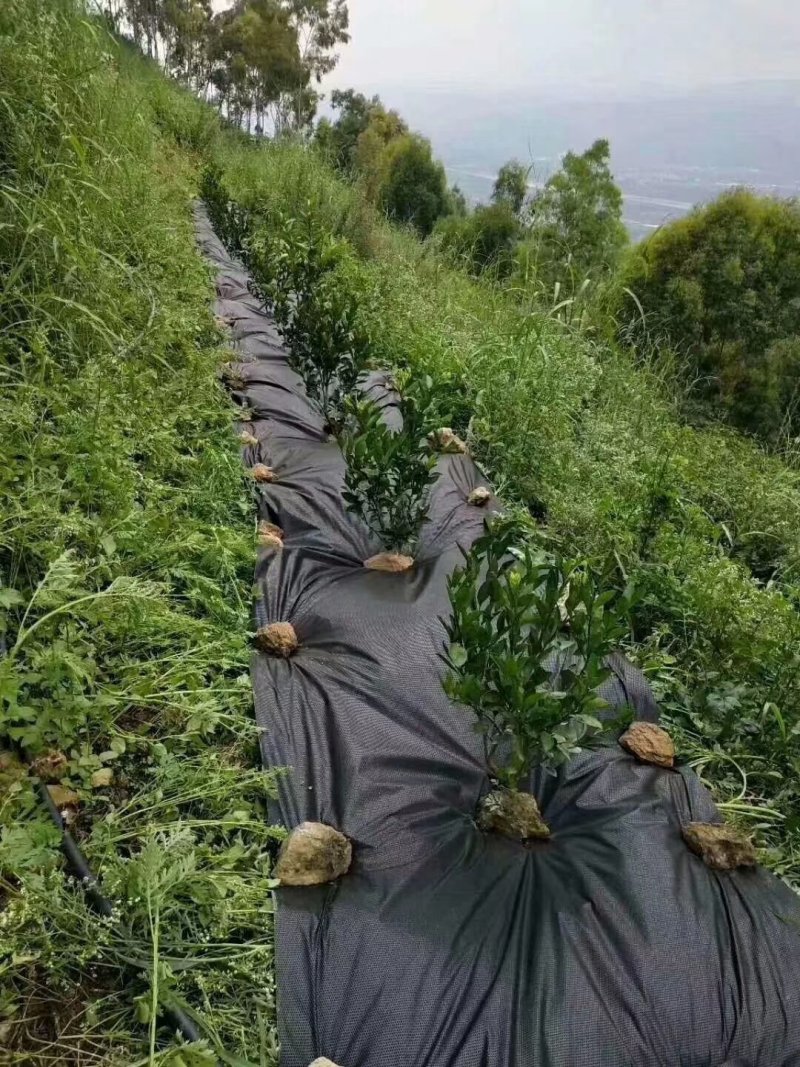 除草布