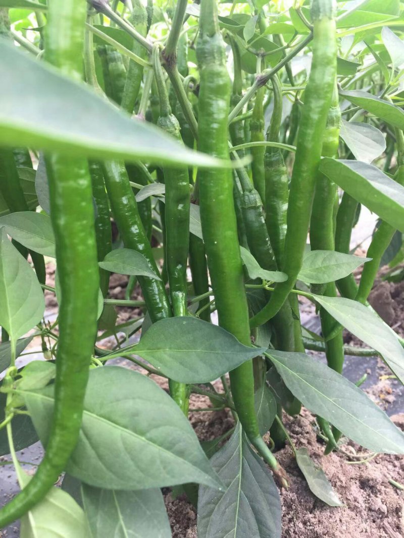 3号线椒，20厘米长