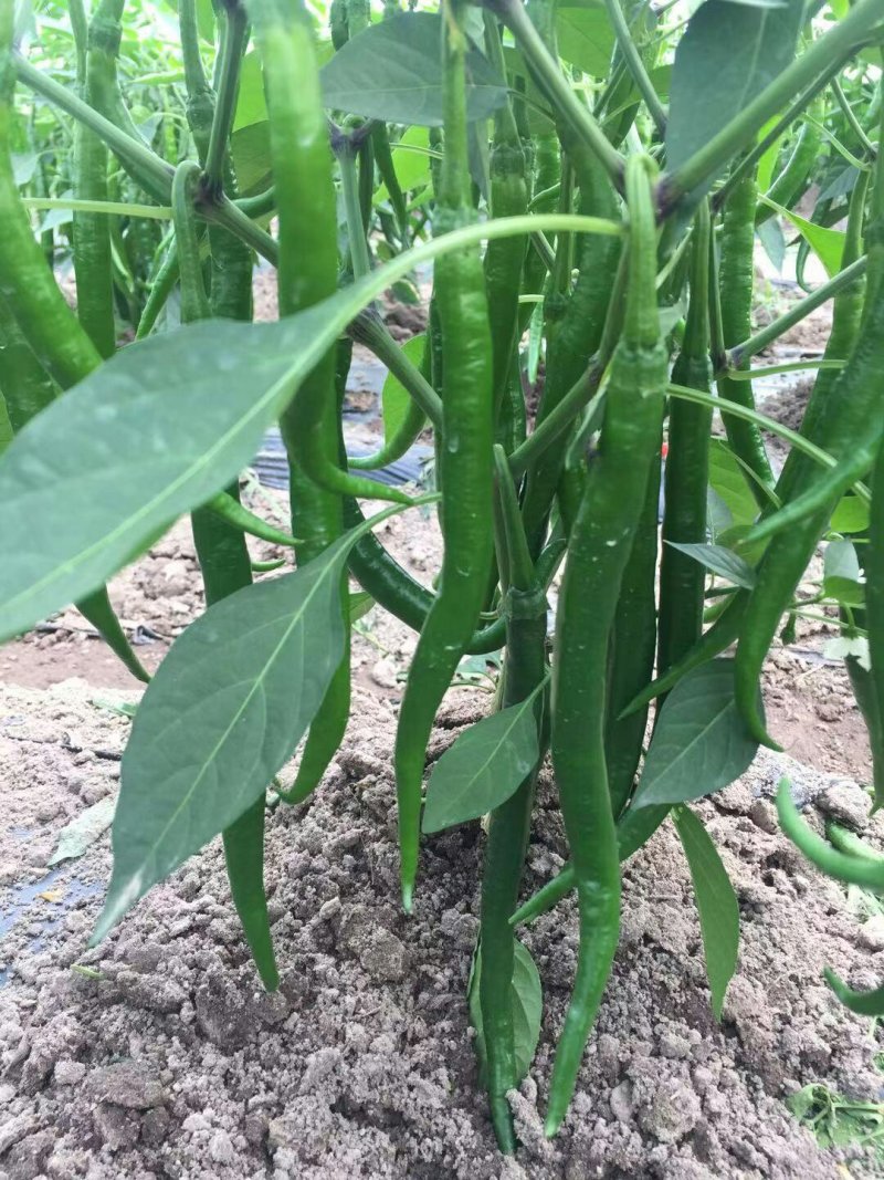 3号线椒，20厘米长