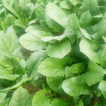菠菜