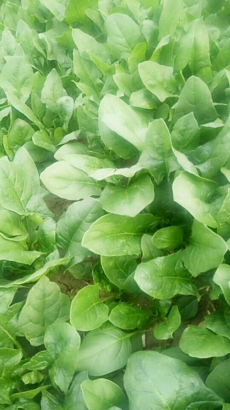 菠菜