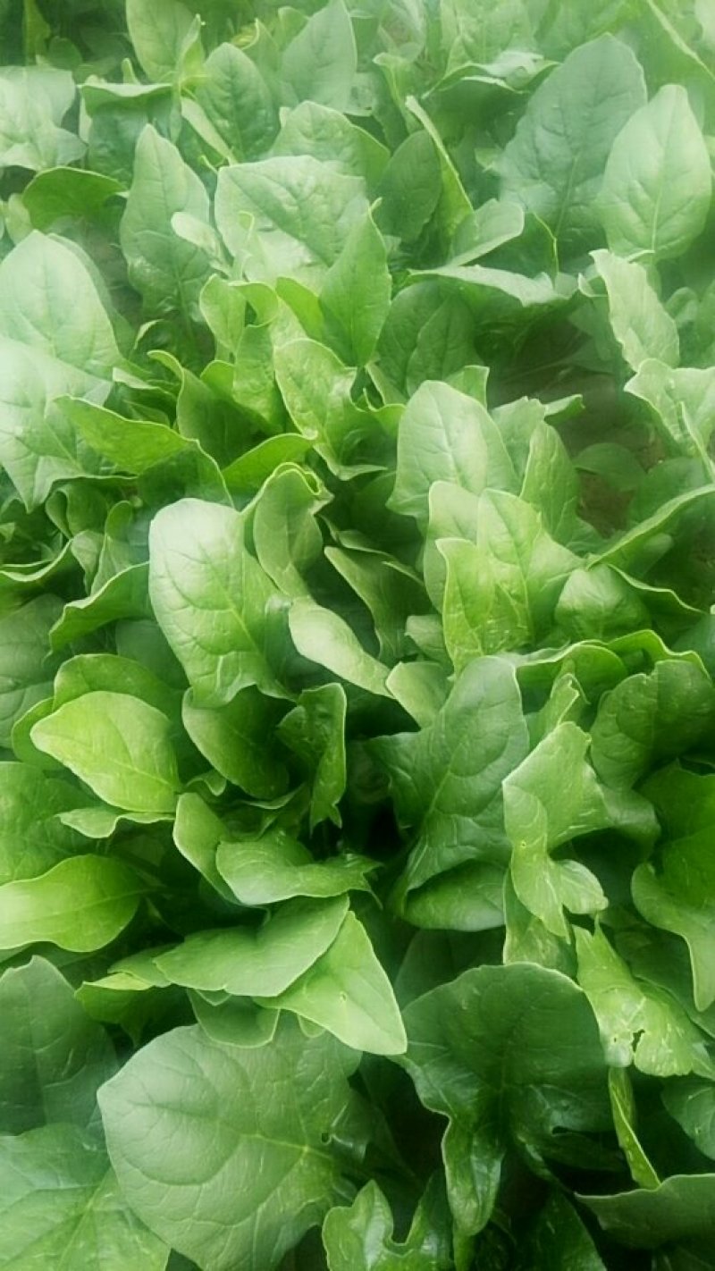 菠菜