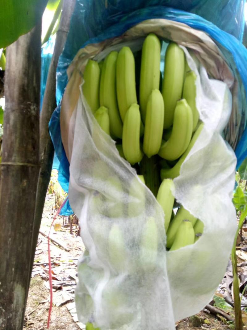 香蕉，广西香蕉基地，欢迎大家前来实地考察采购支持