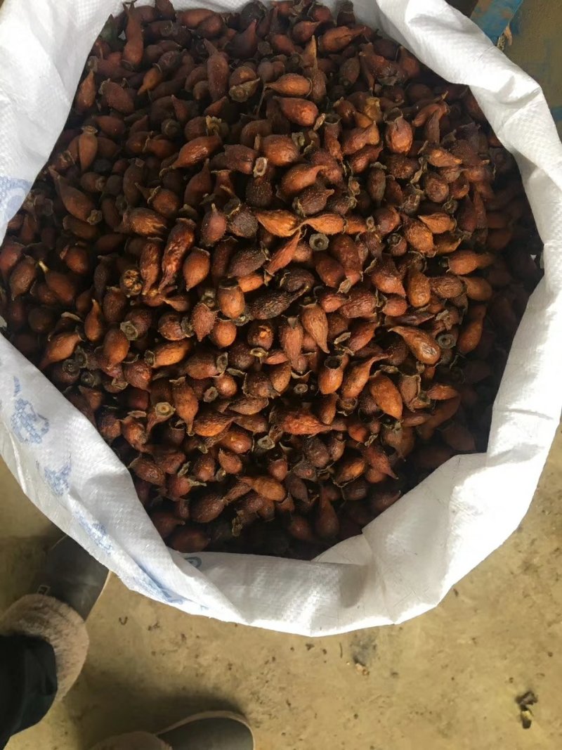 金樱子干货新货上市广西产地直供质量上乘货源稳定量大价优