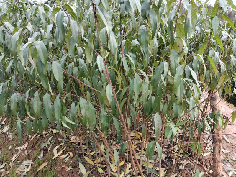 水蜜桃苗，40--150cm，数量上百万