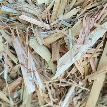 谷草