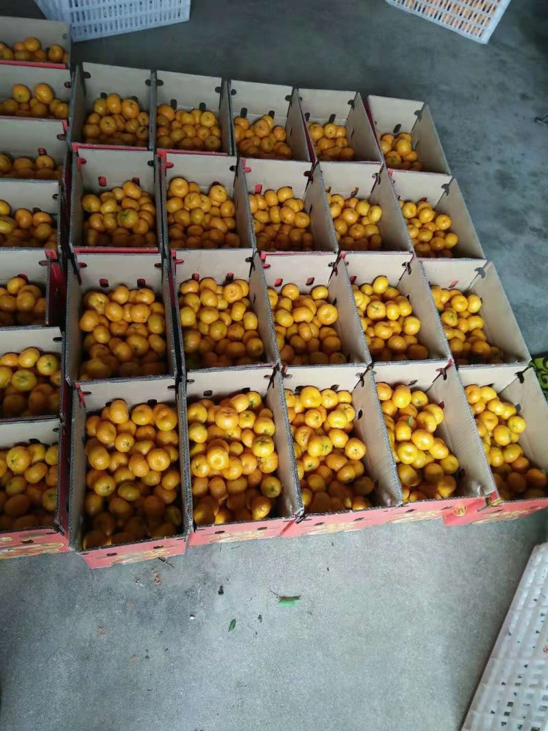 南丰蜜桔（贡桔）果园直供，现采现摘统货鲜果，提供食宿！
