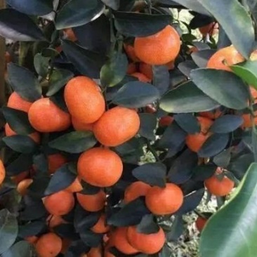 砂糖橘山野葡萄果园出租