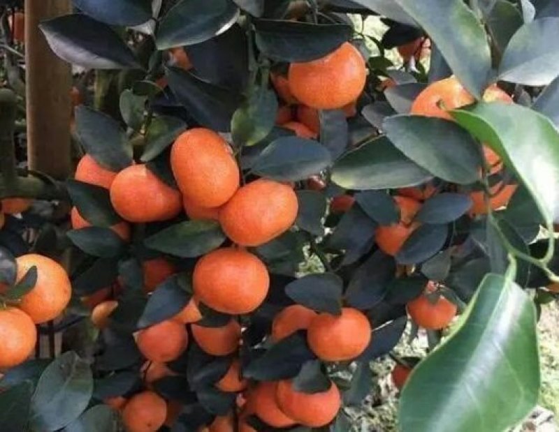 砂糖橘山野葡萄果园出租