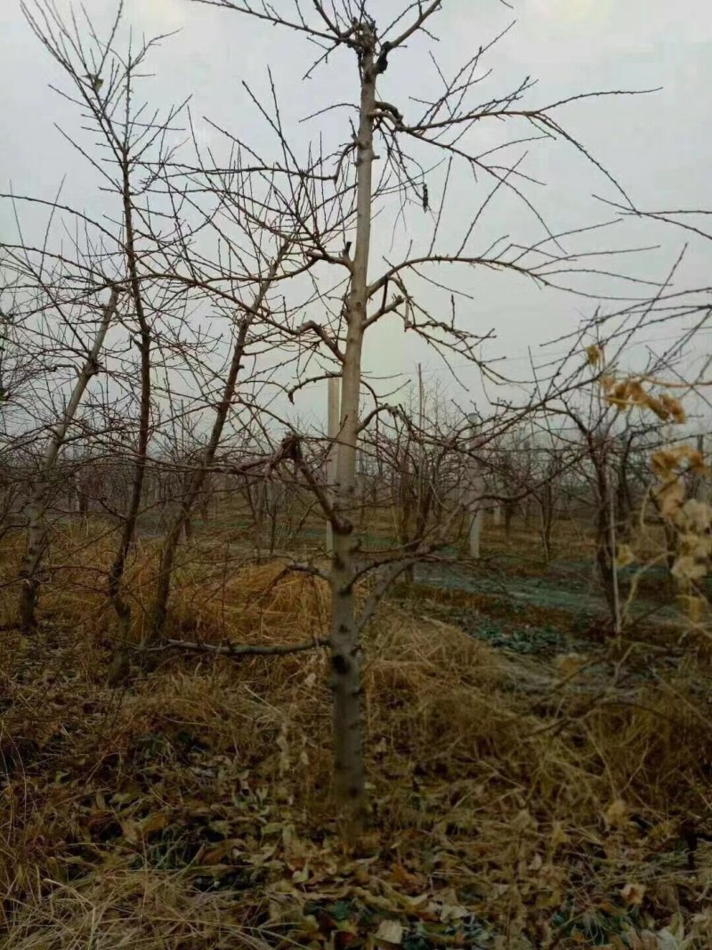 占地桃树5-8公分占地优选供应各种占地果树