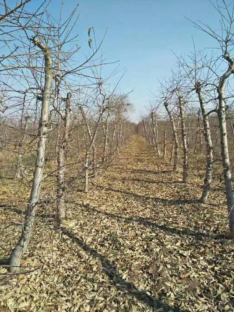 占地桃树5-8公分占地优选供应各种占地果树