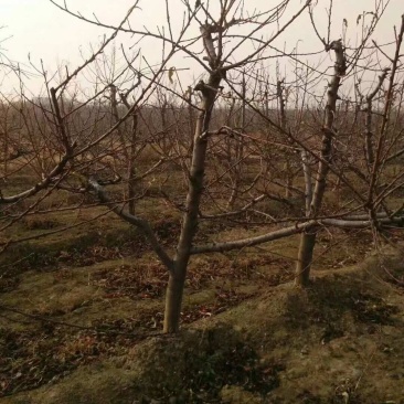 占地桃树5-8公分占地优选供应各种占地果树