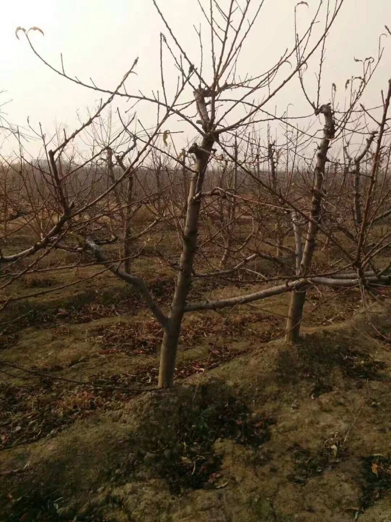 占地桃树5-8公分占地优选供应各种占地果树