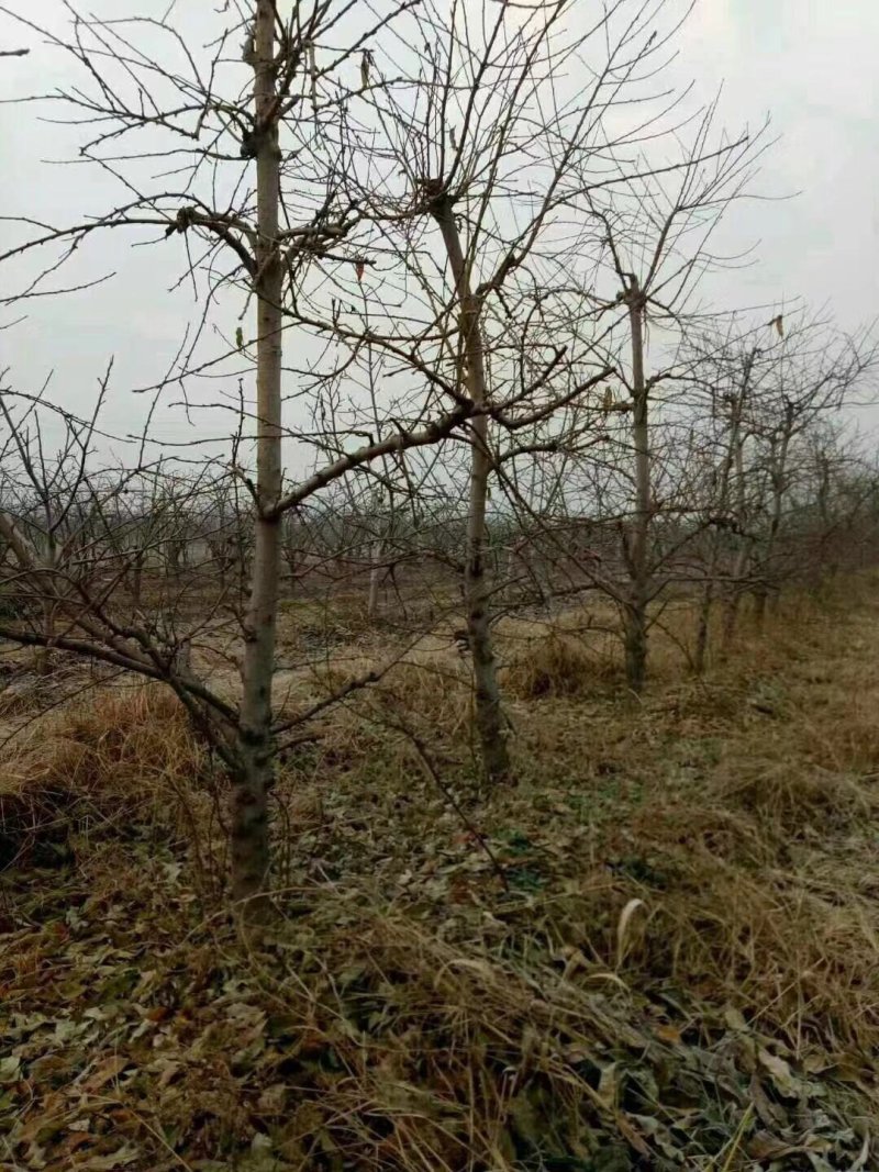 占地桃树5-8公分占地优选供应各种占地果树
