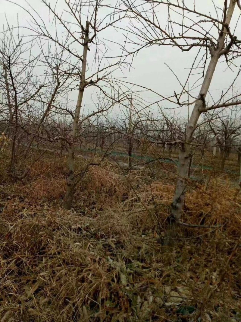 占地桃树5-8公分占地优选供应各种占地果树