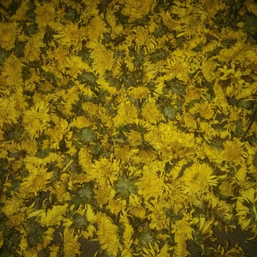 黄菊茶