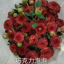 量大从优，自产自销玫瑰月季花小苗10_15公分，四季开花