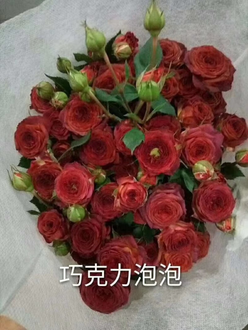 量大从优，自产自销玫瑰月季花小苗10_15公分，四季开花