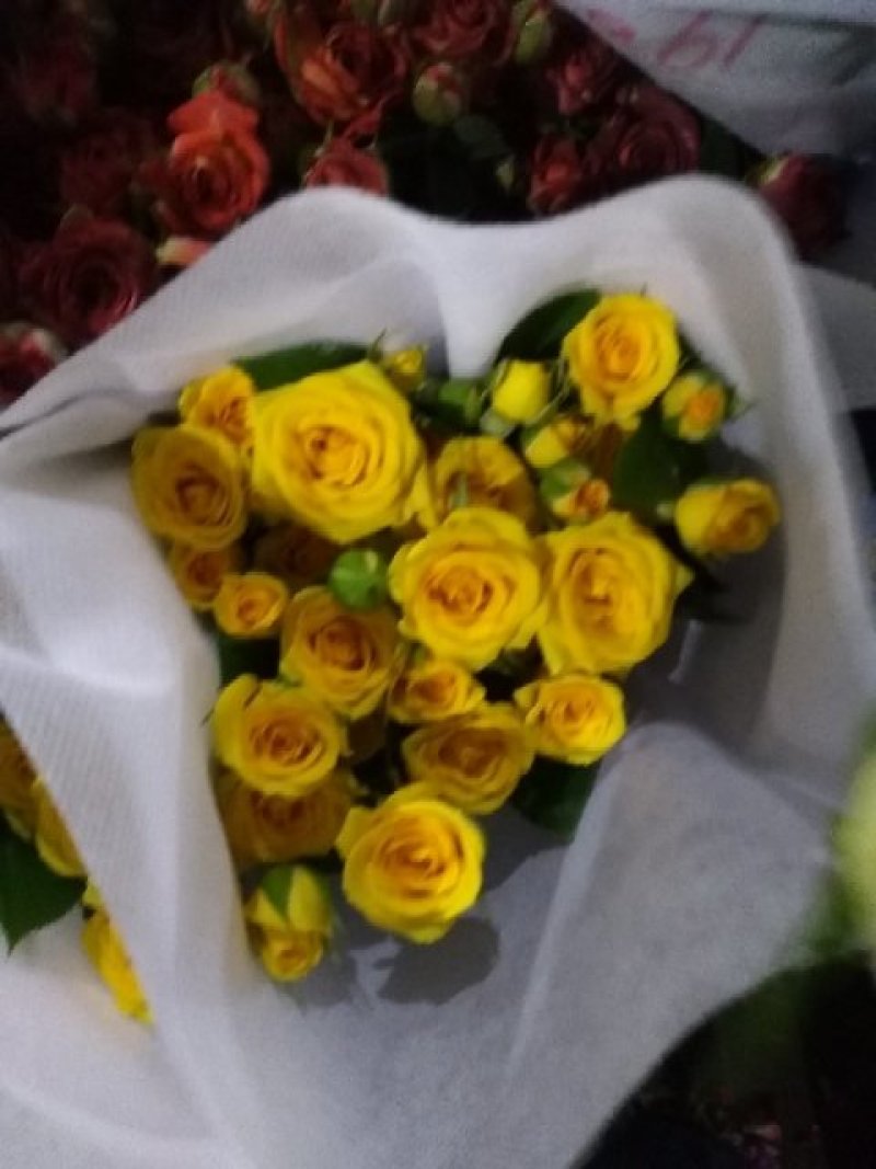 量大从优，自产自销玫瑰月季花小苗10_15公分，四季开花